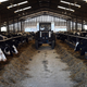The poor cows, the poor planet.